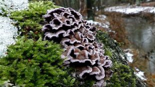 Plant Fungus, Kolkata man, plant fungal infection, Chondrostereum purpureum, healthcare news,