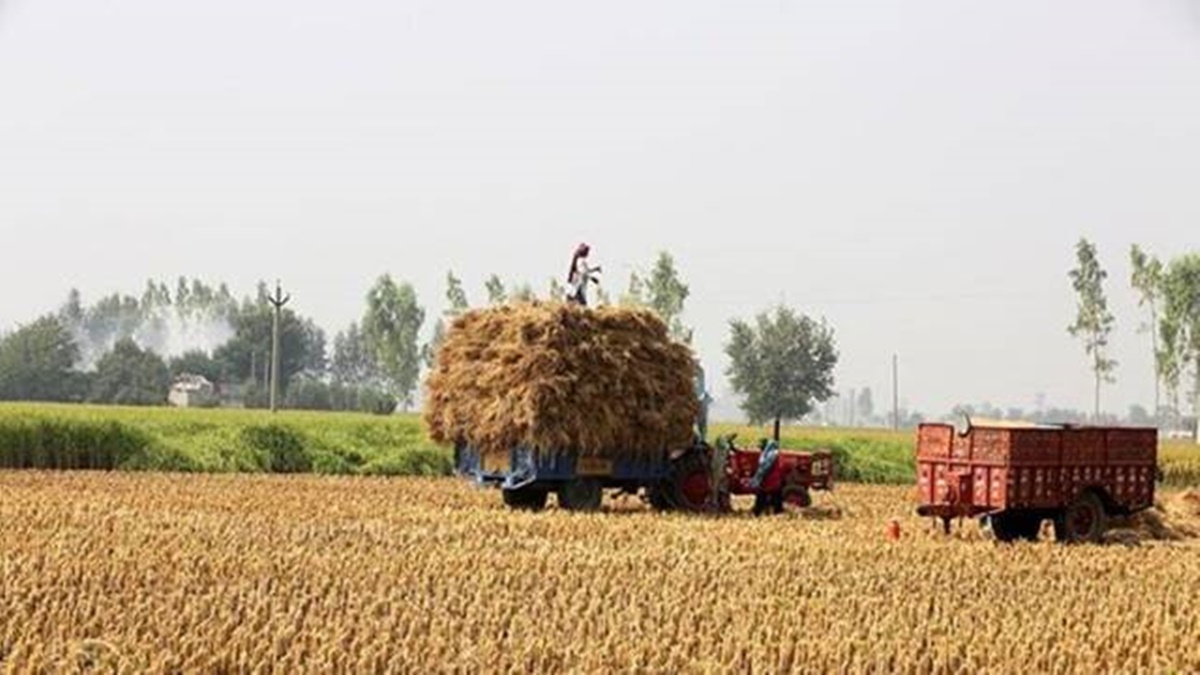 paddy, procurement, economy paddy, procurement, economy