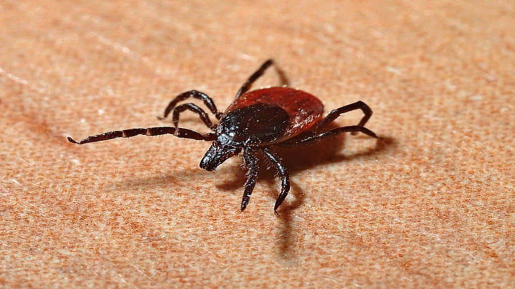 Tick virus, tick virus in UK, encephalitis, CDC, healthcare news,