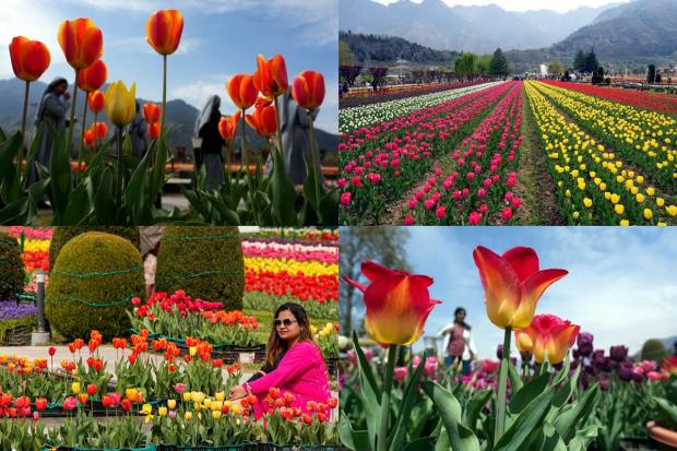 Asia's largest tulip garden in Srinagar, Jammu and Kashmir is now open for tourists. Located between Dal Lake and the Zabarwan hills in Srinagar, the garden has over 15 lakh tulips of various =kinds and colours. The garden, which used to be called Siraj Bagh, also has various spring flowers such as daffodils, tulips, and muscari.

