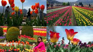 Tulip garden