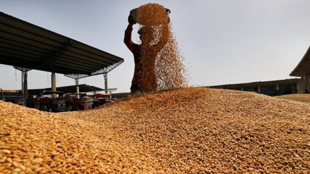 wheat, wheat procurement