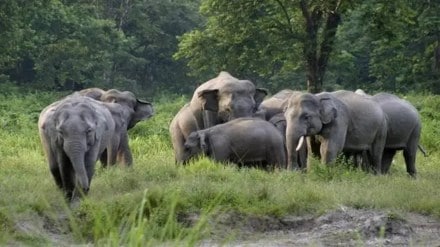 railway elephant, indian railways on elephant, railway elephant attack, railway elephant accident, intrusion detection system, intrusion detection system news, intrusion detection system details, intrusion detection system on elephants, intrusion detection and prevention system, assam, elephant near railway track, wild animals near track,