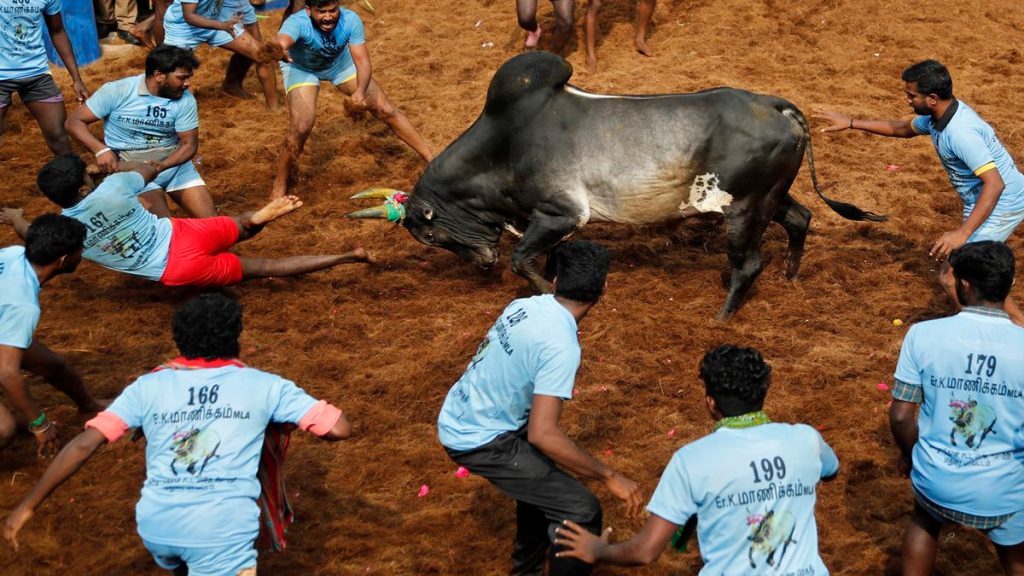 Jallikattu