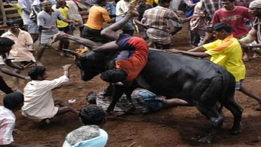 Jallikattu