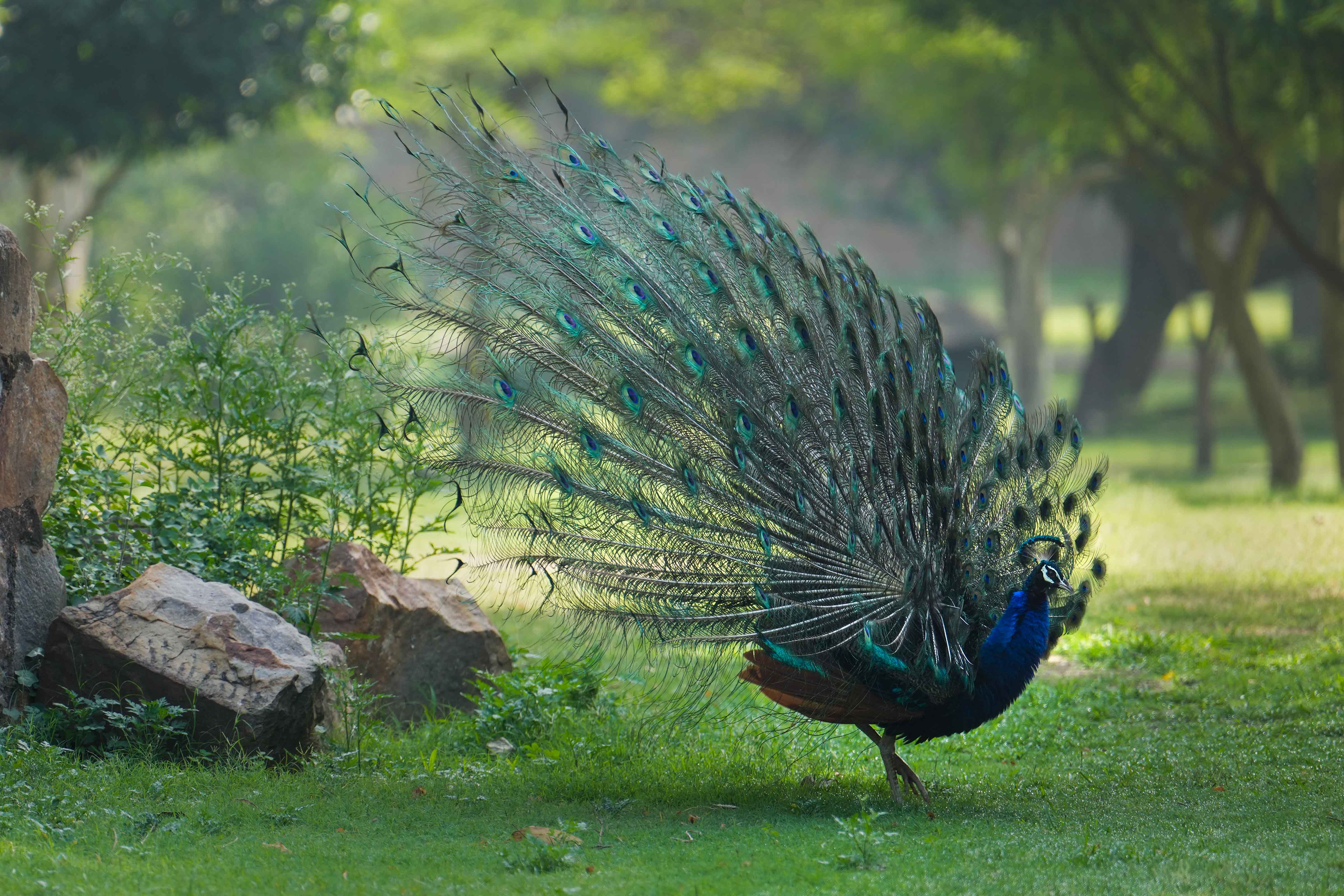 A peacock dances in a park on a summer morning, in New Delhi. (PTI photo)