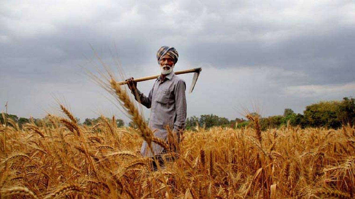 rabi, wheat rabi, wheat