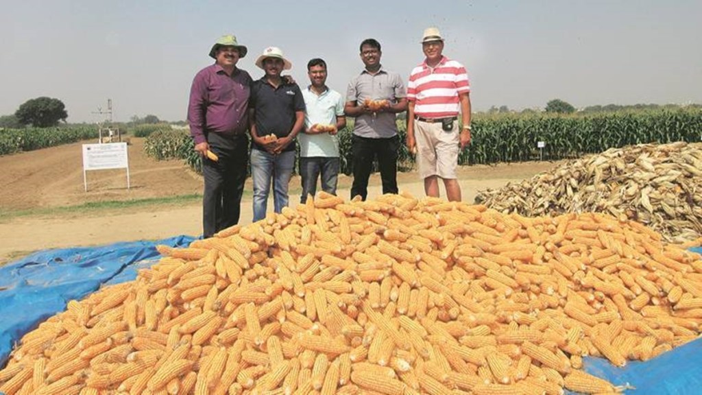 maize production, ethanol