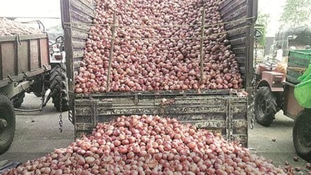 onion, economy