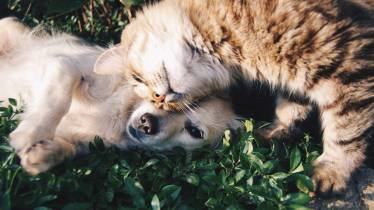pet depression, pet anxiety, pet care, pet parent, pet dog, dog parents, car parents, lifestyle