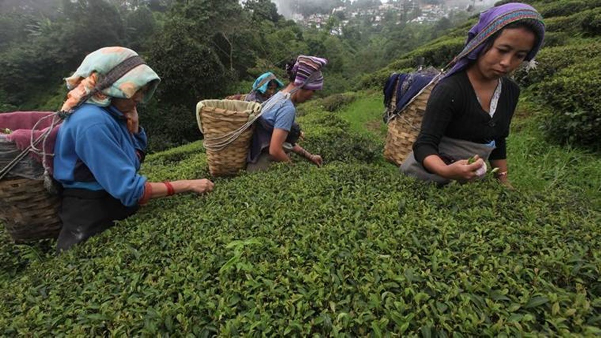 industry news, tea industry