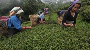 industry news, tea industry