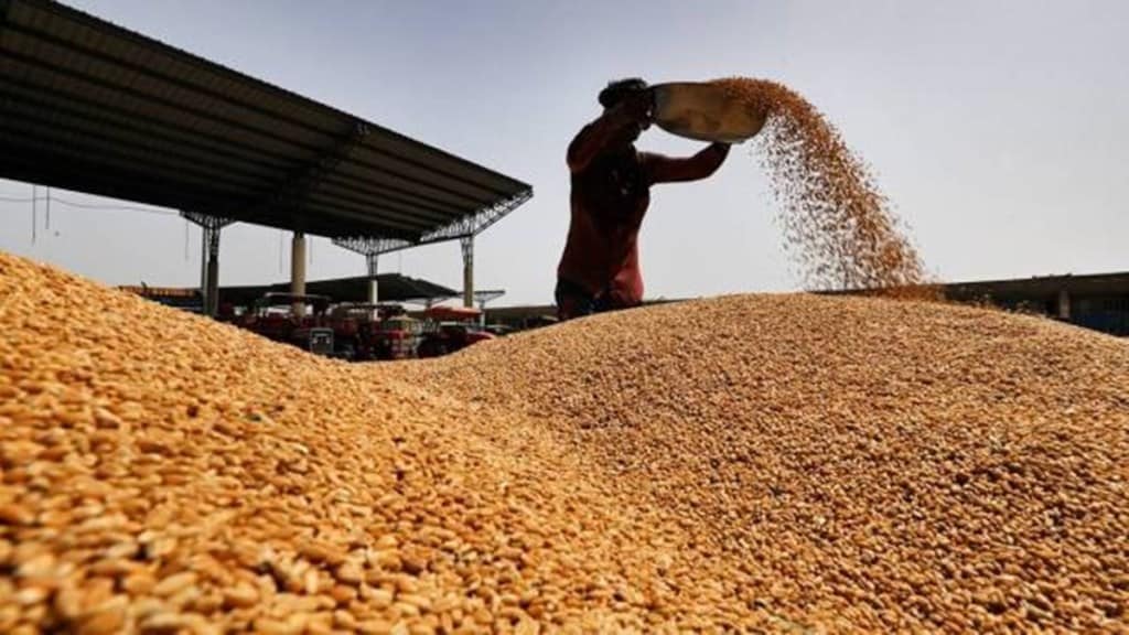 wheat, wheat procurement