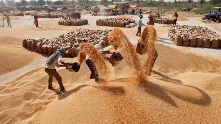 fci, wheat, wheat auction, fssai on wheat,
