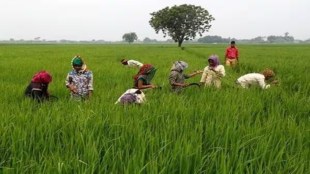 paddy, IMD, deficient monsoon, kharif crops,