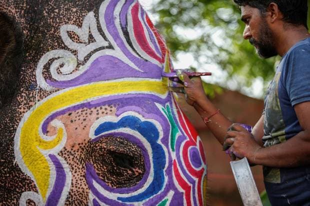 A mahout paints his elephant outside the Jagannath temple in Ahmedabad, India. REUTERS
