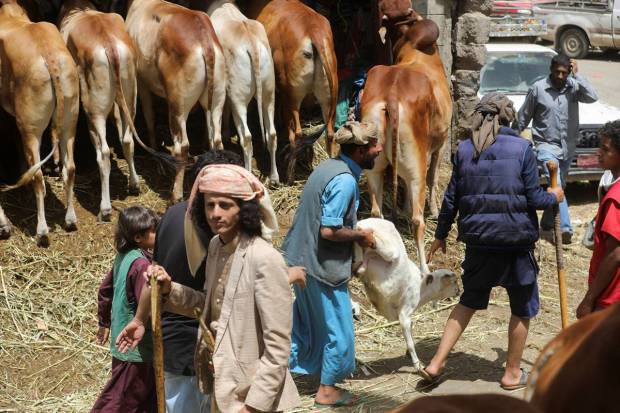 A man pushes an animal at a livestock market as Yemenis are left compelled between the choice of purchasing new clothing for their children or buying sacrificial animals for the Eid al-Adha celebrations amid an economic crisis, in Sanaa, Yemen. REUTERS