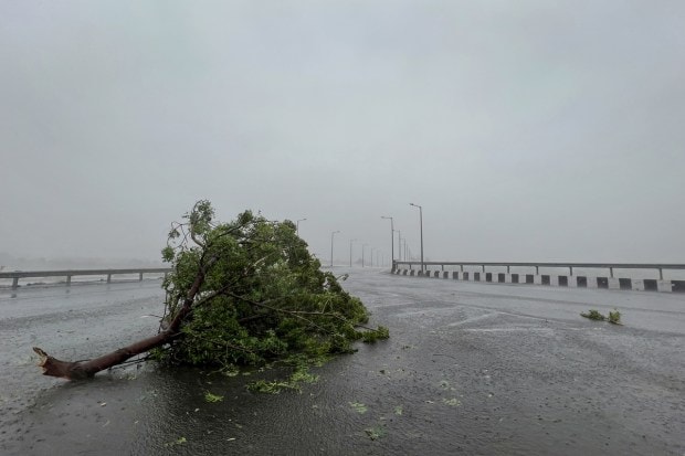 A tree uprooted due to strong winds is seen before the arrival of cyclone Biparjoy in the western state of Gujarat, India, June 15, 2023. (Reuters Photo)