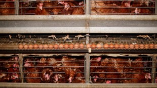 poultry sector, growth, revenue, high base effect, demand, CRISIL Ratings, operating profitability, broiler meat, egg, feed costs, capital requirement