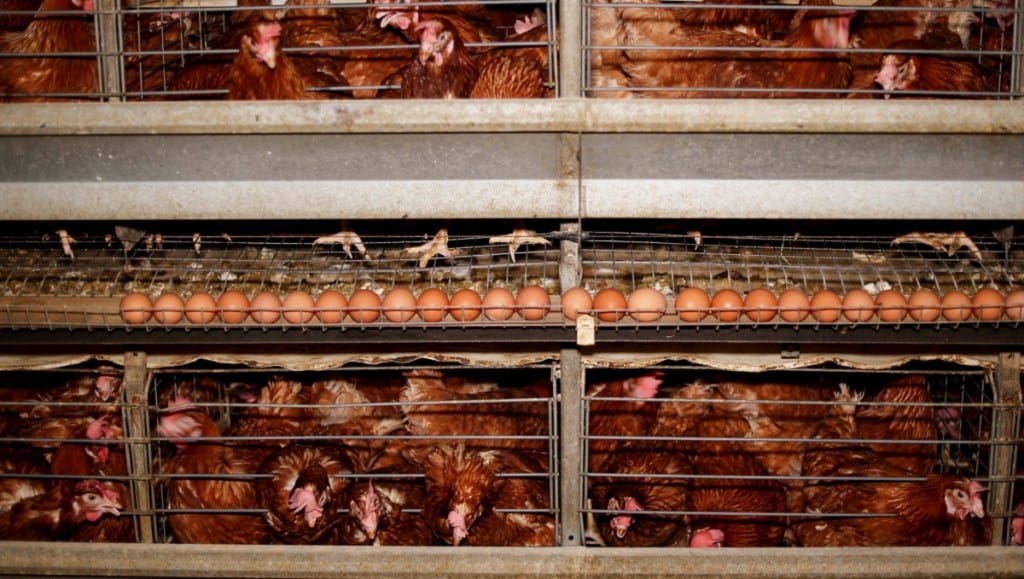 poultry sector, growth, revenue, high base effect, demand, CRISIL Ratings, operating profitability, broiler meat, egg, feed costs, capital requirement