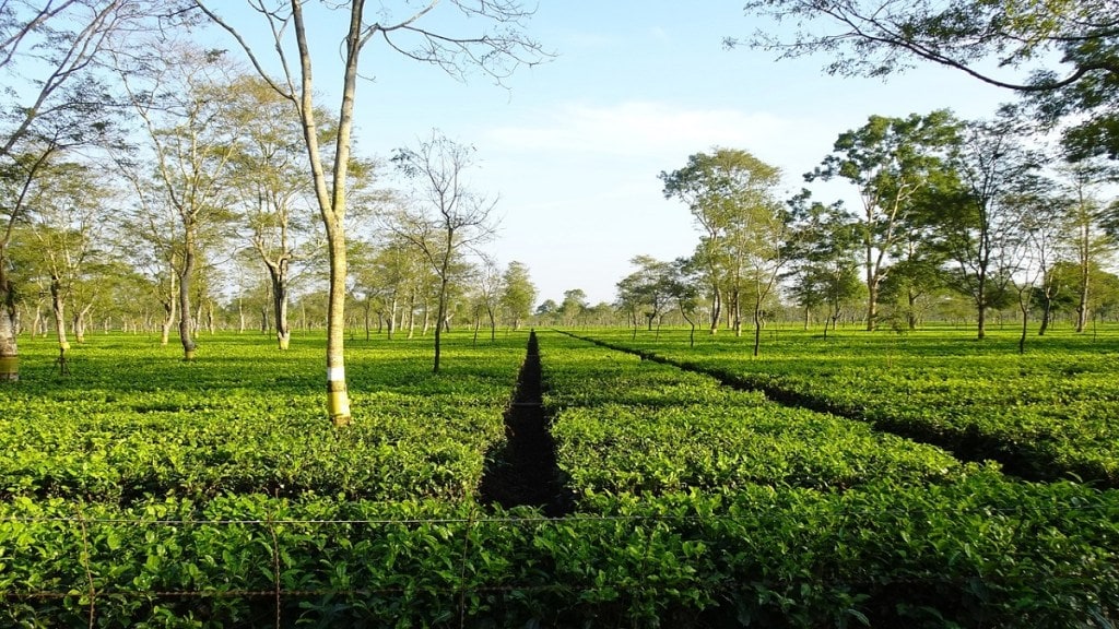 msme, assam government, assam news, assam investment, world bank, world bank india, himanta biswa, assam business, tea industry assam