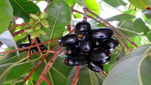 Jamun, Benefits of Jamun, Side-effects Jamun, fruits, health news, healthy eating,