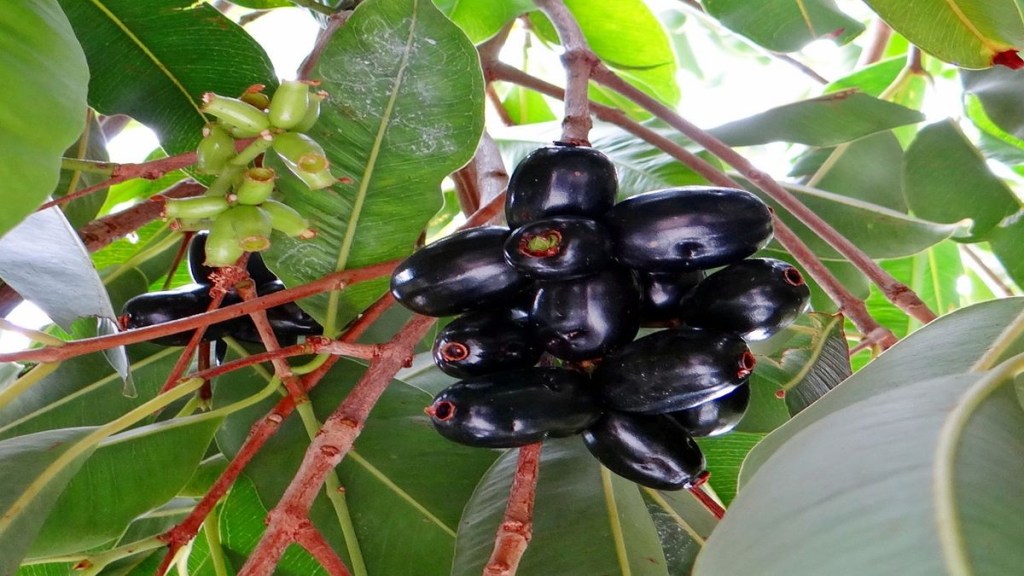 Jamun, Benefits of Jamun, Side-effects Jamun, fruits, health news, healthy eating,