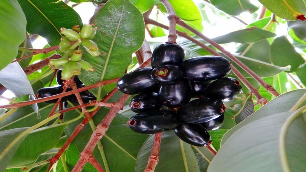 Jamun, Benefits of Jamun, Side-effects Jamun, fruits, health news, healthy eating,