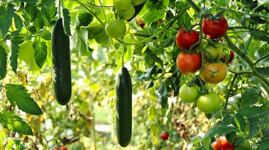 horticulture, loan, ADB, agricultural productivity, irrigation, farm households, irrigation schemes, water management, farm households