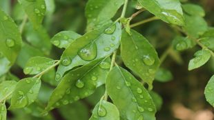 curry leaves, curry leaves benefits, curry leaves side-effects, health news, healthy eating, healthy food,