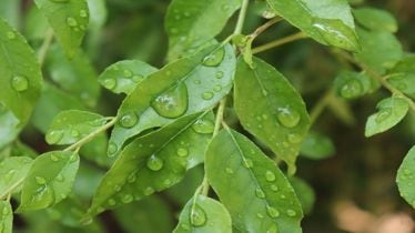 curry leaves, curry leaves benefits, curry leaves side-effects, health news, healthy eating, healthy food,