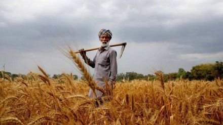 MSP, minimum support prices, CCEA, Cabinet, Kharif crops, agriculture