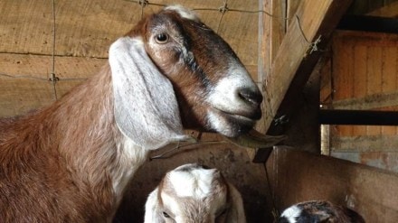 Eid-ul-Adha 2023| Bakrid 2023| BBMP| Eid-ul-Adha 2023| Bakrid 2023| BBMP|