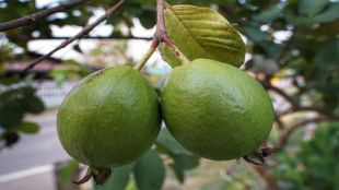 Guava, Guava benefits, Guava side-effects, healthy eating, health news,