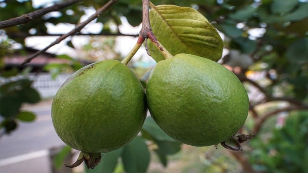 Guava, Guava benefits, Guava side-effects, healthy eating, health news,