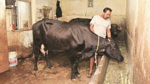 livestock, livestock bill