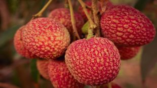 Litchis, Litchis side effects, Litchi benefits, health news, healthy eating,