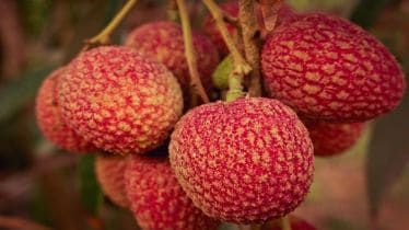 Litchis, Litchis side effects, Litchi benefits, health news, healthy eating,