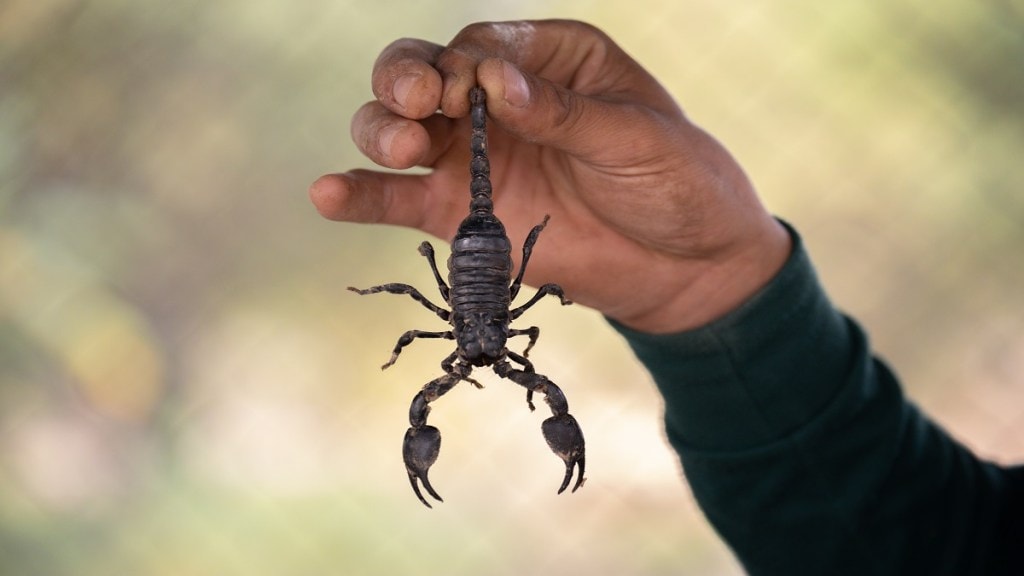 cockroach startups, scorpion startups, venture capital funds, startup VCs, funding winter, startup layoffs, tech layoffs, seed funding, unicorns, amazon, facebook, google, startup funding