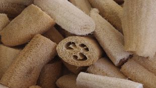 Loofah, luffa plant, skincare, bathing essentials, health news,