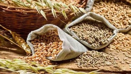 economy, economy news,FCI news, Indian economy, wheat news
