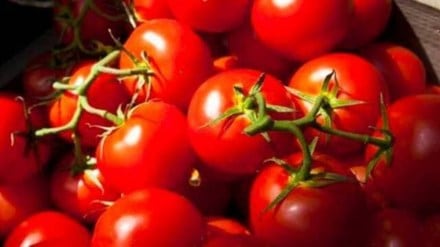tomato prices, tomato prices in mandi, tomato sale, tomato price in delhi,