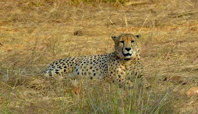 Another cheetah dies at MP's Kuno National Park, 8th in five months Another cheetah dies at MP's Kuno National Park, 8th in five months