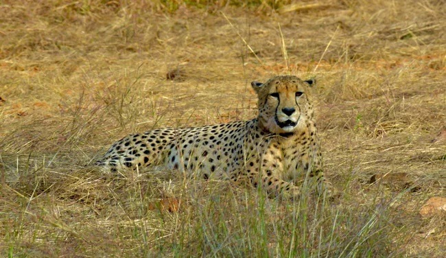 Another cheetah dies at MP's Kuno National Park, 8th in five months