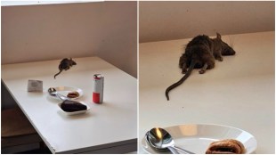 Ikea, Ikea news, Ikea store, Ikea in India, Ikea bengaluru, Ikea tweet, Ikea food court, viral news, trending news