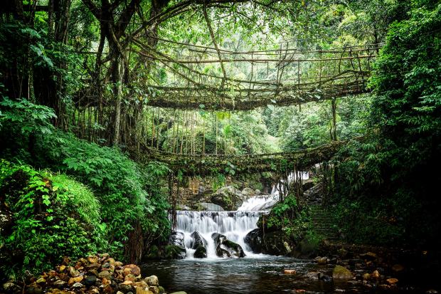 root bridges