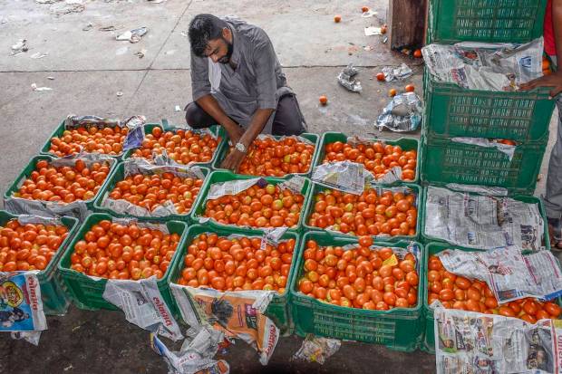 A man sorts tomatoes at a market in Surat. (PTI Photo)