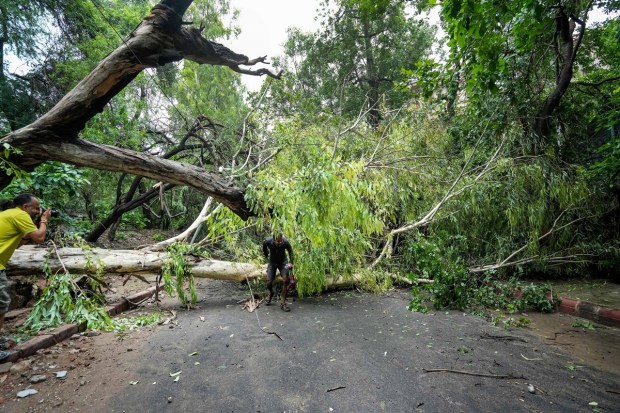 A man passes through a fallen tree after monsoon rain, in New Delhi on July 9, 2023. (Image: PTI Photo/Kamal Singh)