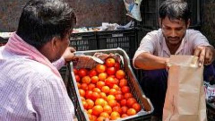 Tomato| Pune Tomato| Pune