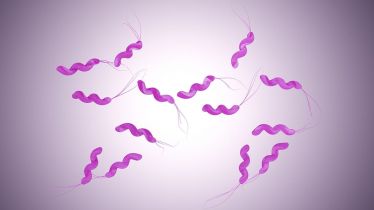 Rat Fever, Rat Fever in Kerala, Rat Fever symptoms, Rat Fever treatment, healthcare news,
